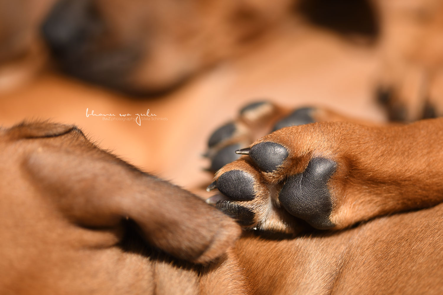 Beispielbild macroaufnahme Hundefoto