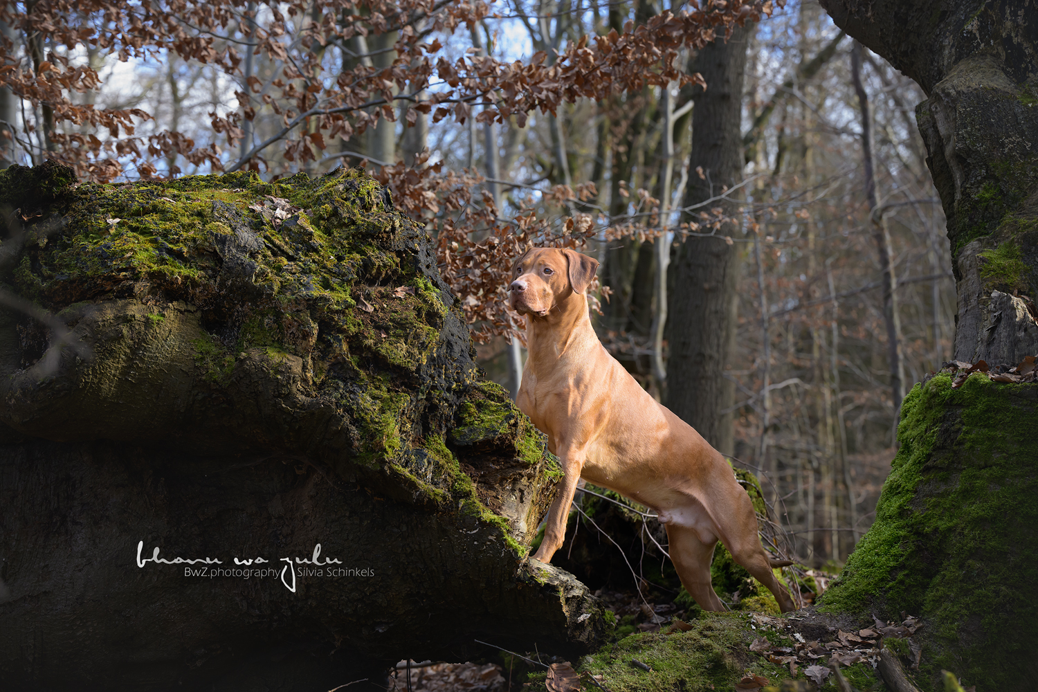 Hundefotografie Silvia Schinkels, Shooting-Aktion, verMOOSt