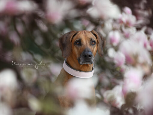 | Hundefotografie outdoor