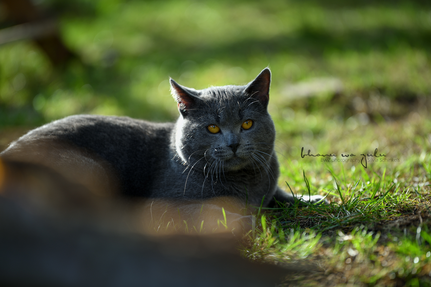 Beispielbilder Katzenshooting, Silvia Schinkels