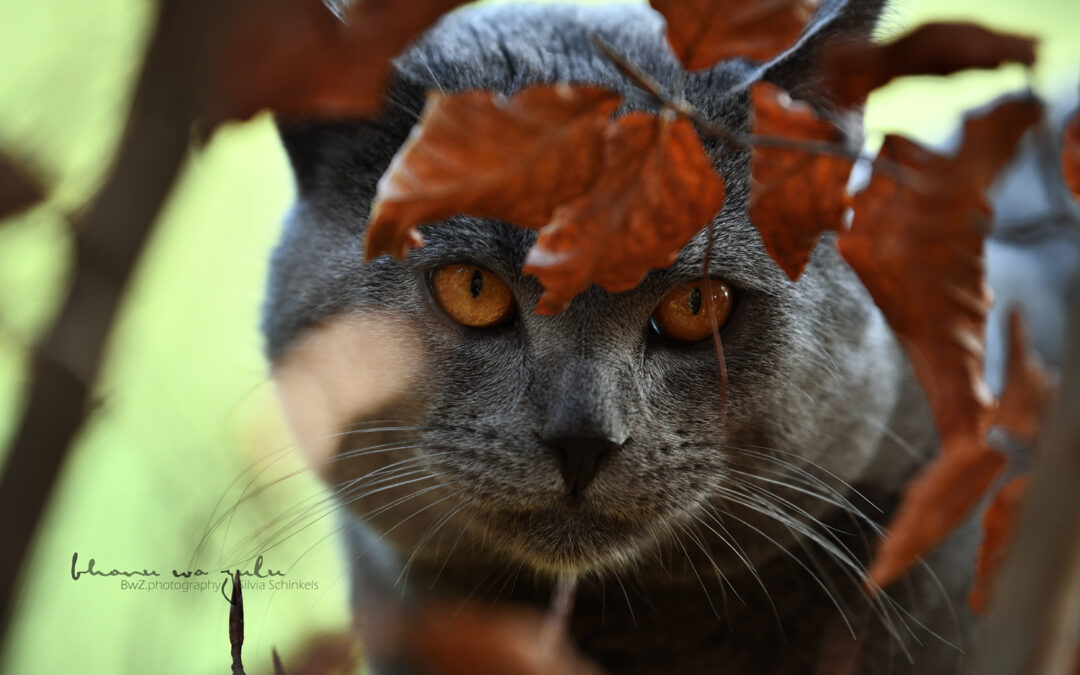 | Beispielbilder Katzenshooting