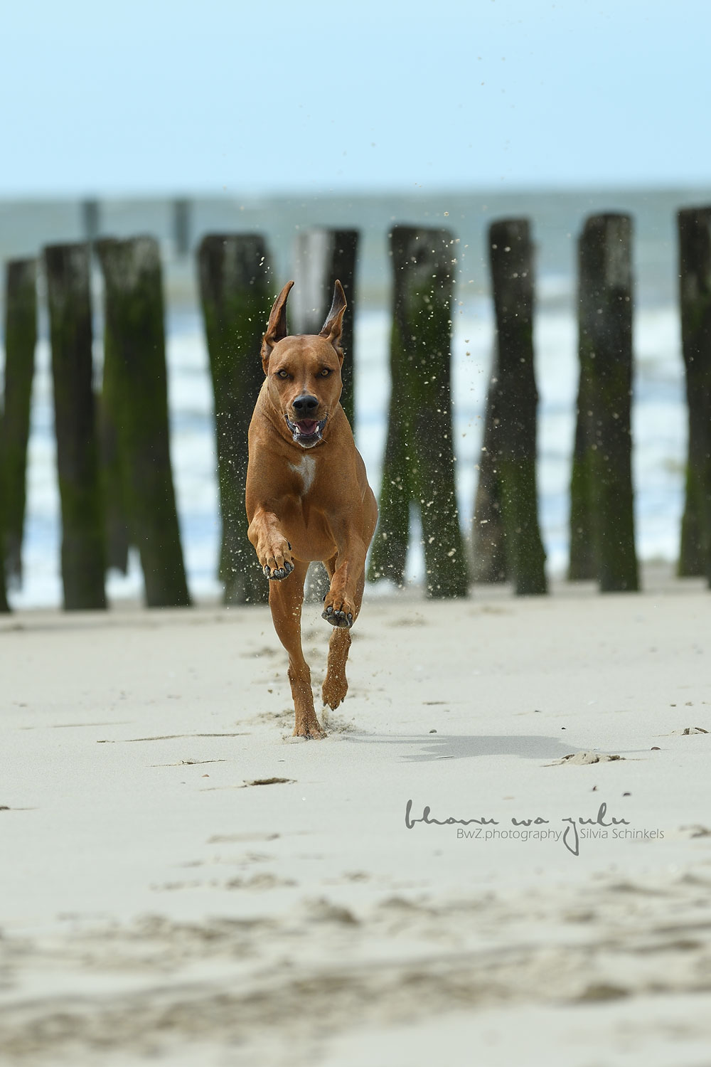 Hundefotografie am Meer