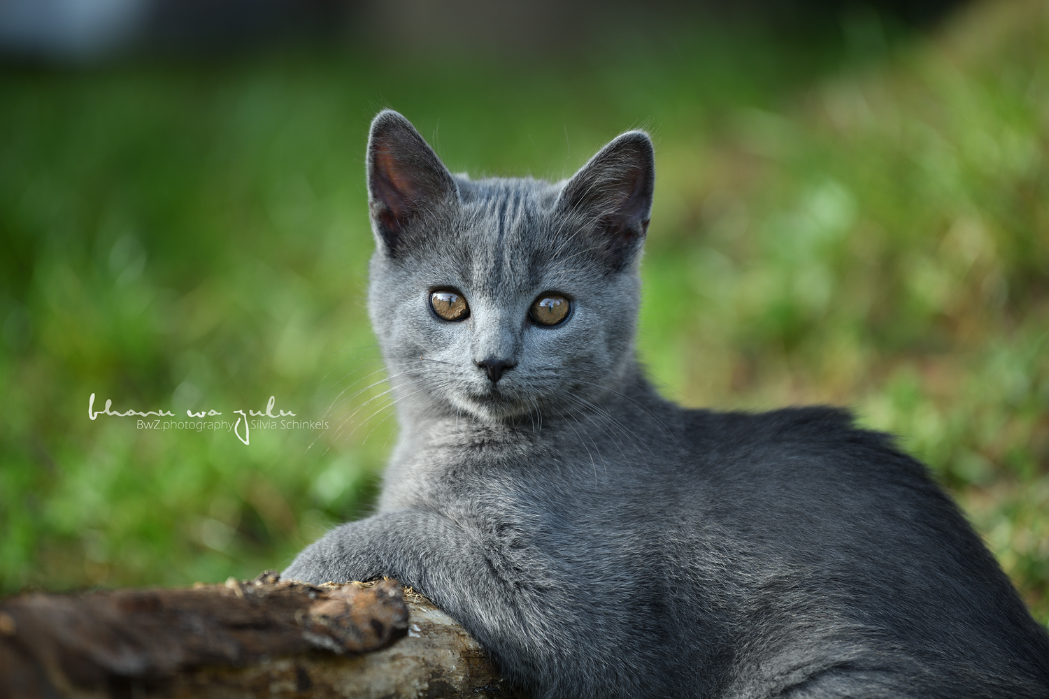 Kitten, Katzenfotografie Kempen, Silvia Schinkels