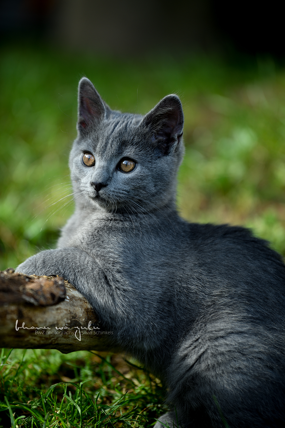 Tierfotografie nrw, BwZ.photography, Silvia Schinkels, Kempen, Niederrhein, NRW, Hundefotografie, Viersen, Krefeld, Willich, Tönisvorst, Wachtendonk, Kreis Kleve, Moers, Straelen, Goch, Mönchengladbach, Duisburg, Wesel, Geldern, Kamp-Lintfort