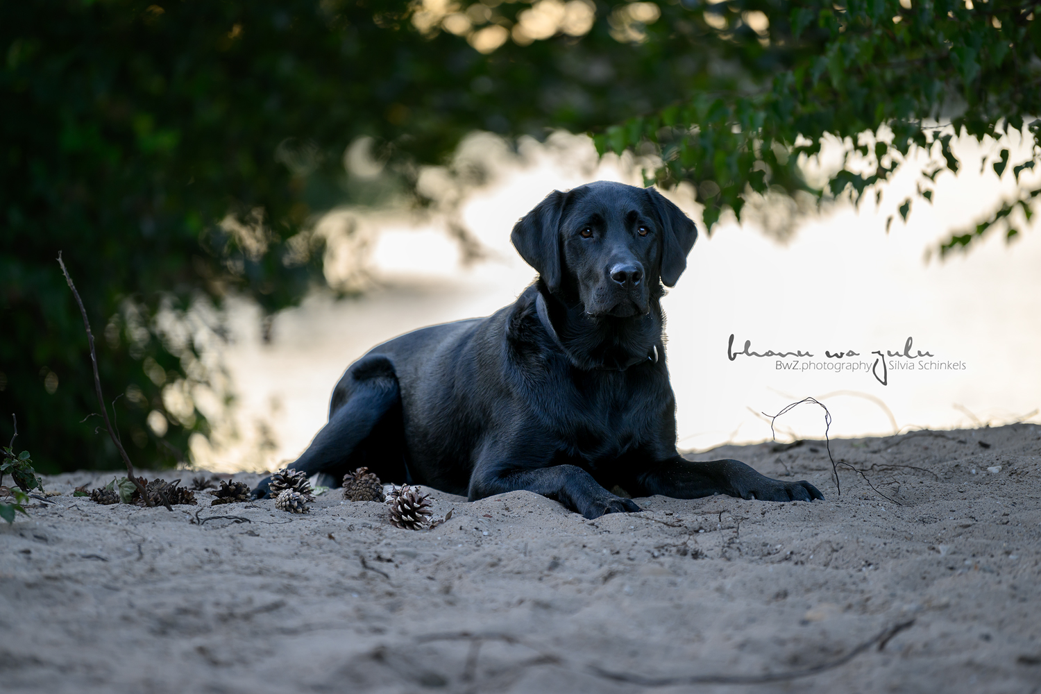 Beispielbilder Fotoshooting Hund uns sein Mensch