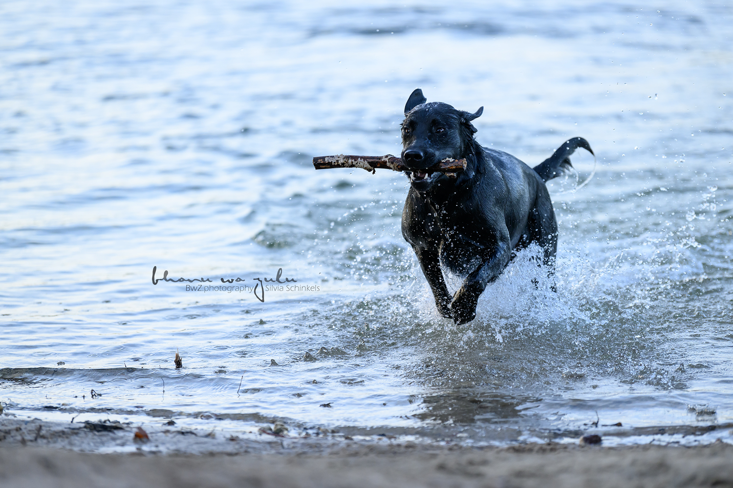 Beispielbilder Fotoshooting Hund uns sein Mensch