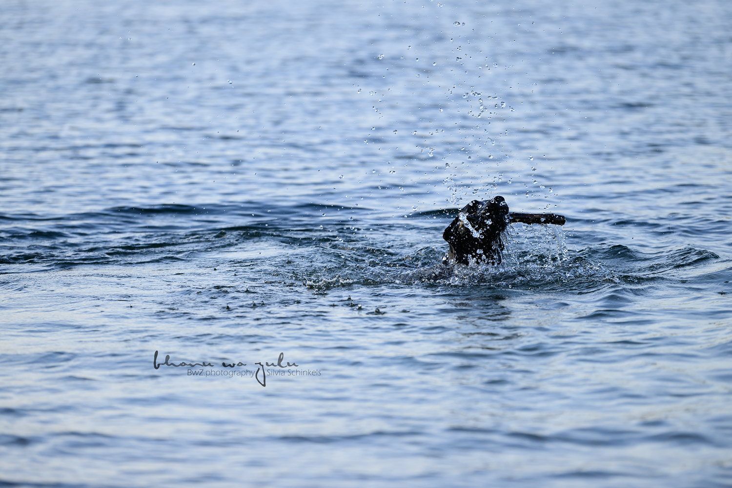 Beispielbilder Fotoshooting Hund uns sein Mensch