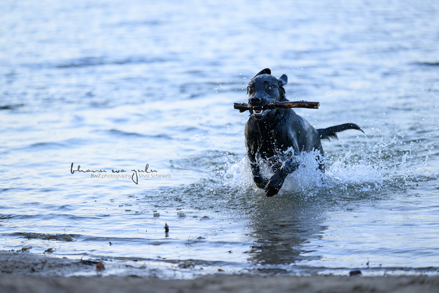 Beispielbilder Fotoshooting Hund uns sein Mensch