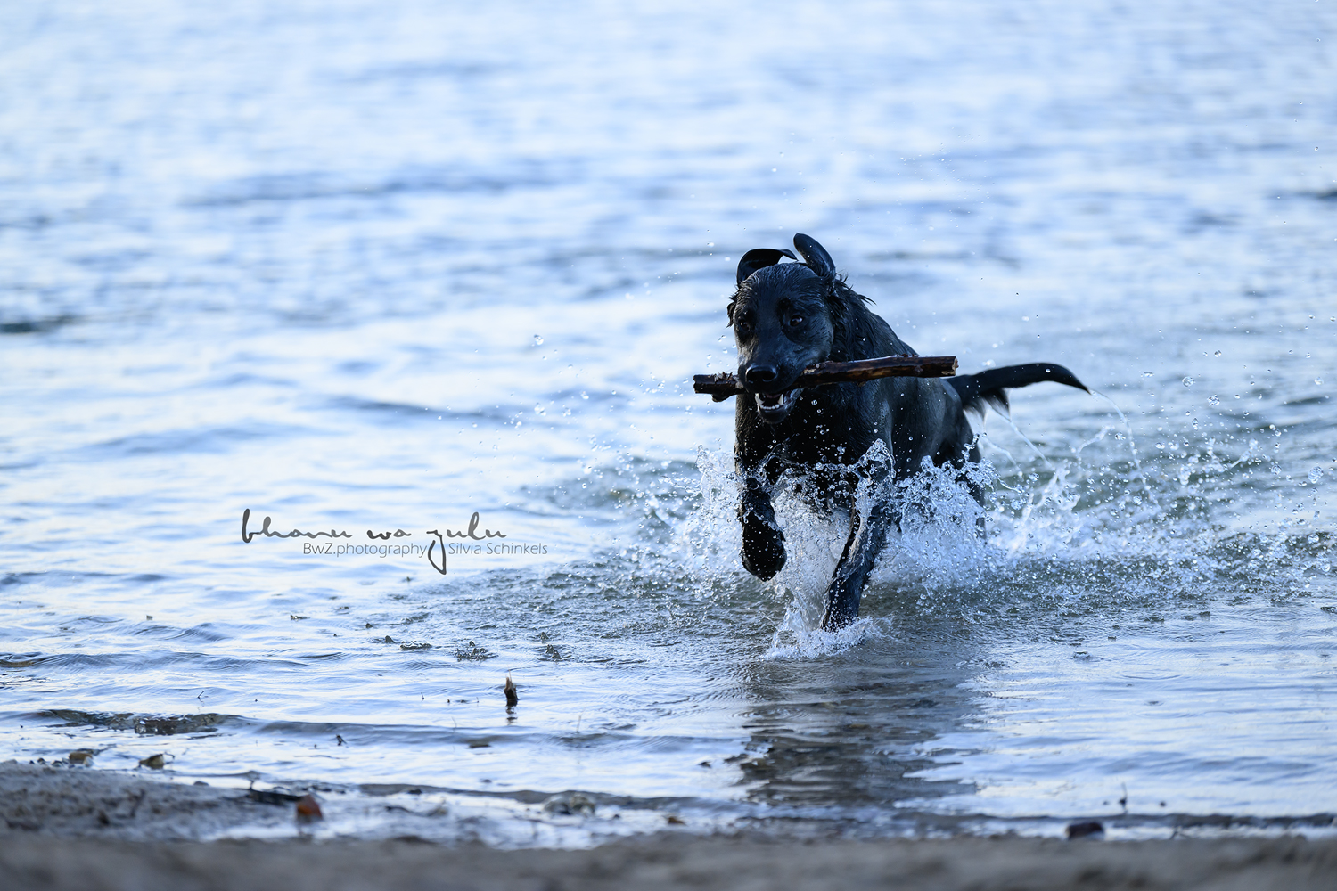 Beispielbilder Fotoshooting Hund uns sein Mensch