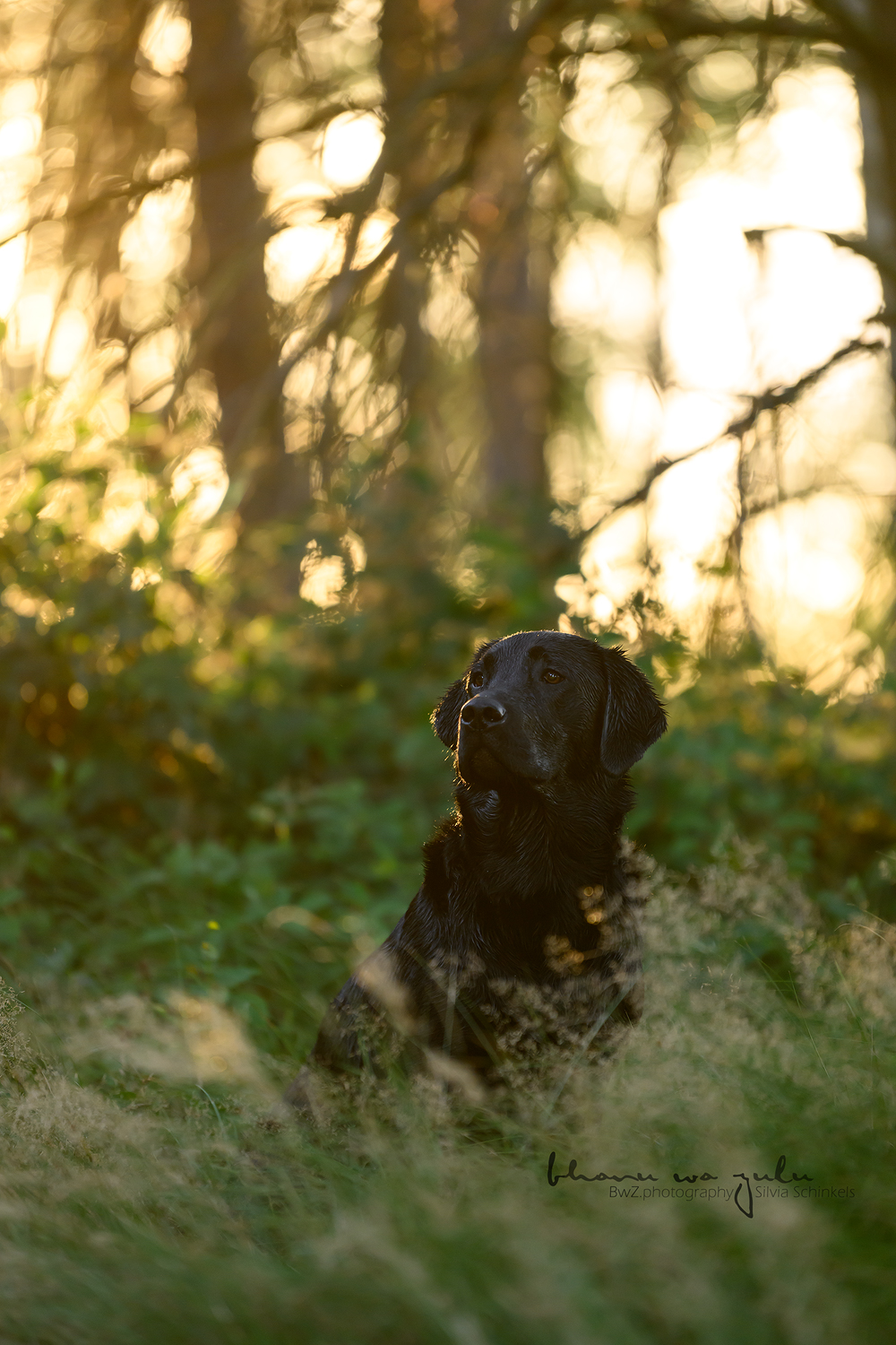 Beispielbilder Fotoshooting Hund uns sein Mensch