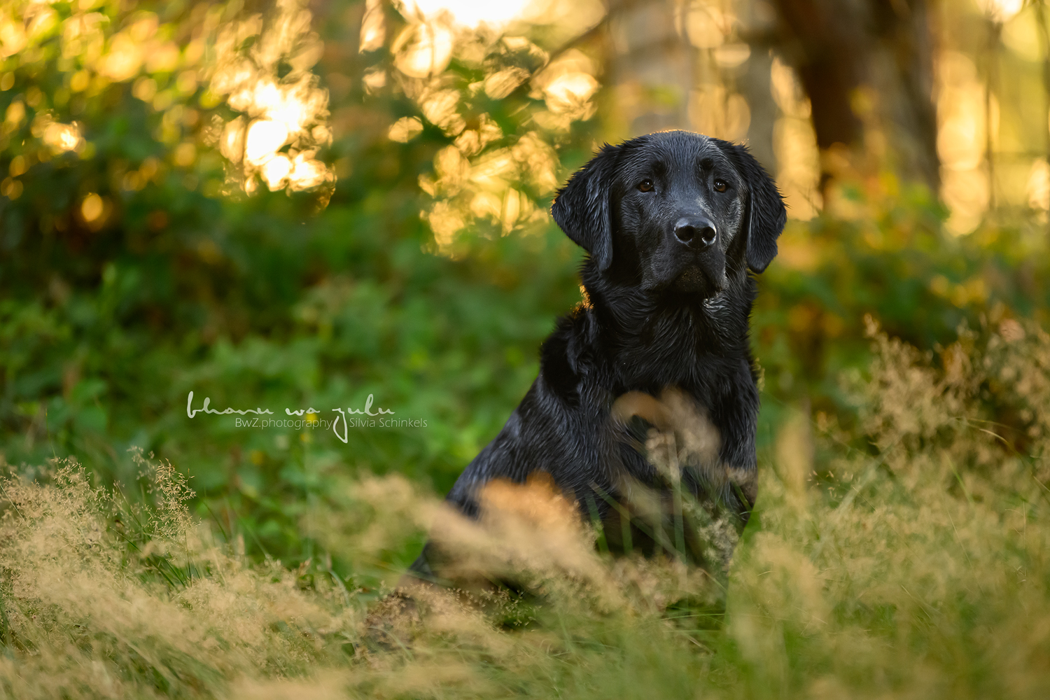 Beispielbilder Fotoshooting Hund uns sein Mensch