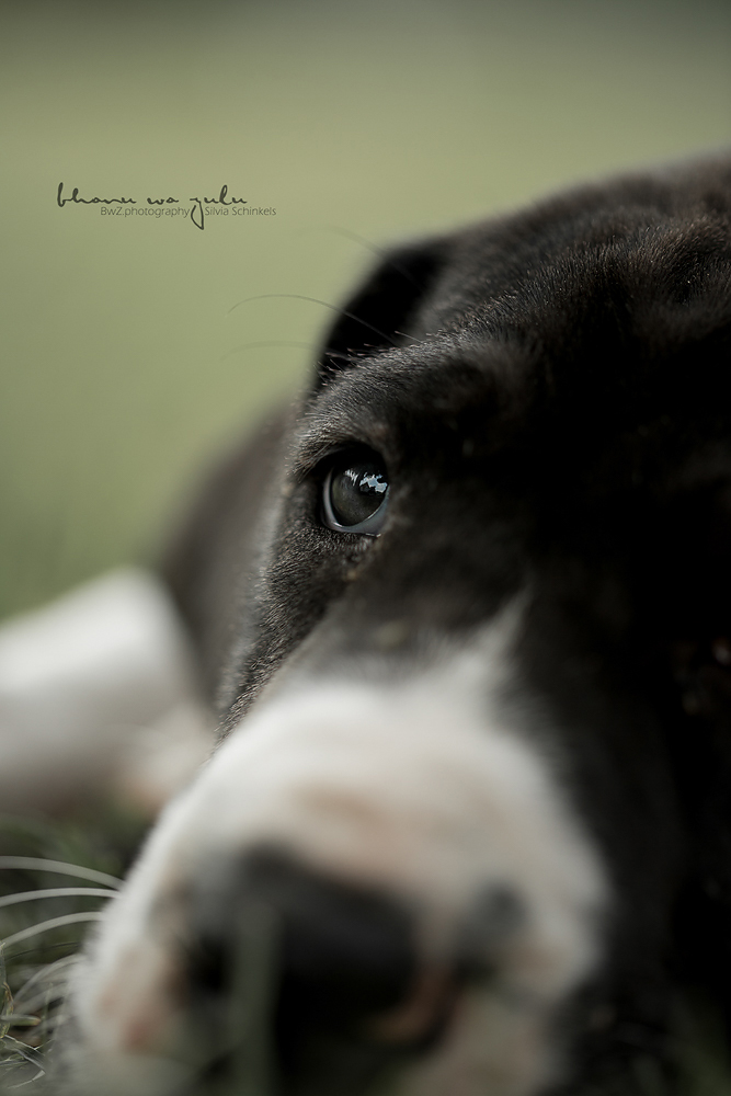 Hundefotografie Welpen