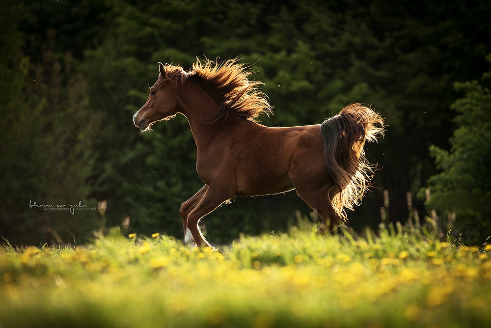 Pferde in Action, Pferdefotografie