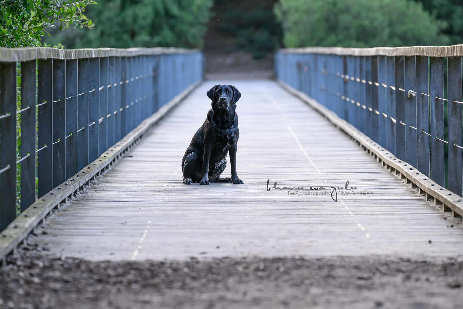 Beispielbilder Fotoshooting Hund uns sein Mensch