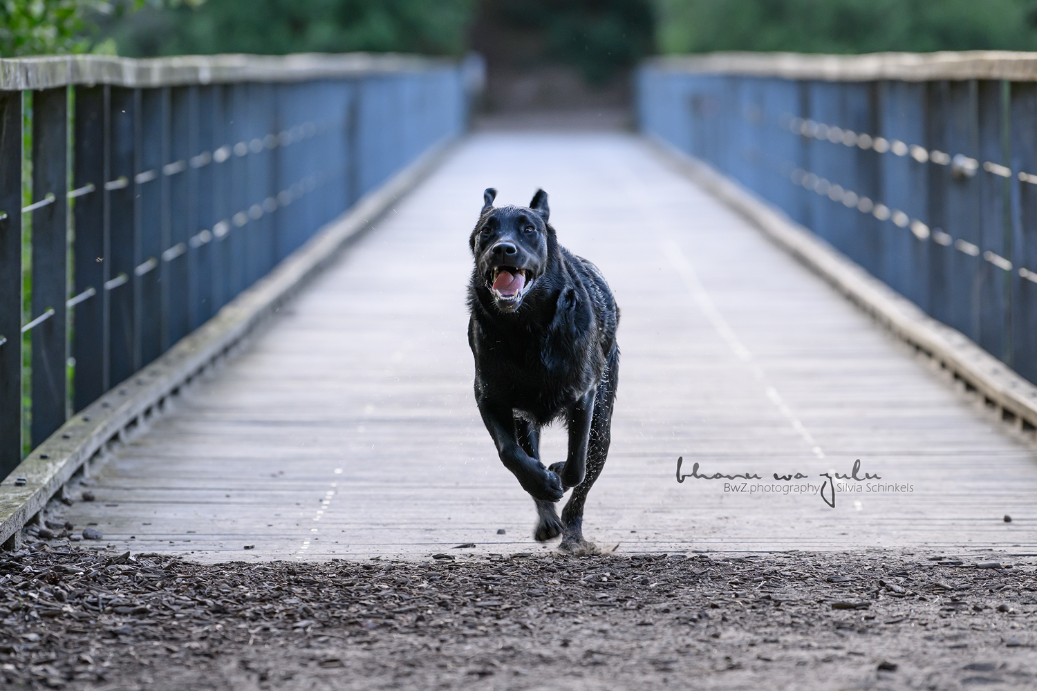 Beispielbilder Fotoshooting Hund uns sein Mensch