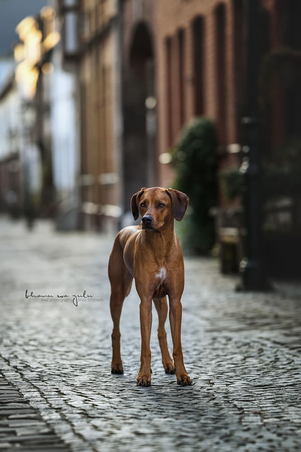 Hundefotografie Straßenpfoten