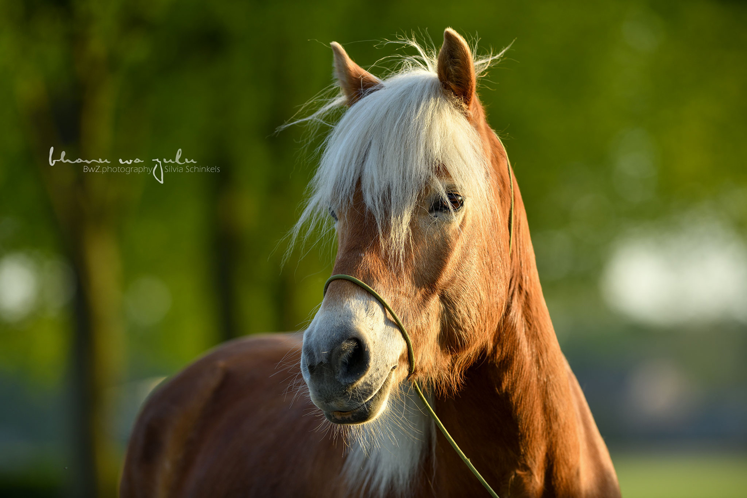 Fotografenhalfter