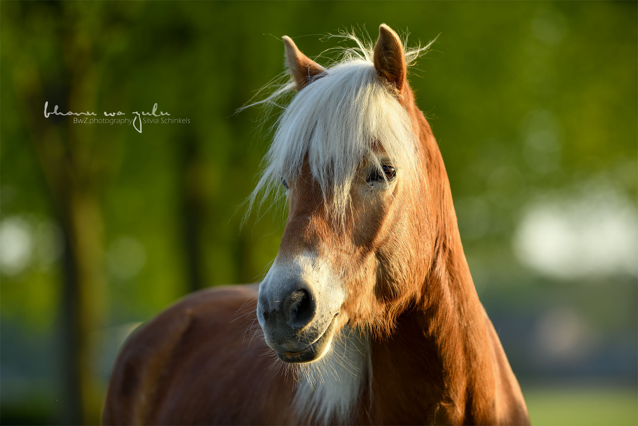 retuschiertes Fotografenhalfter