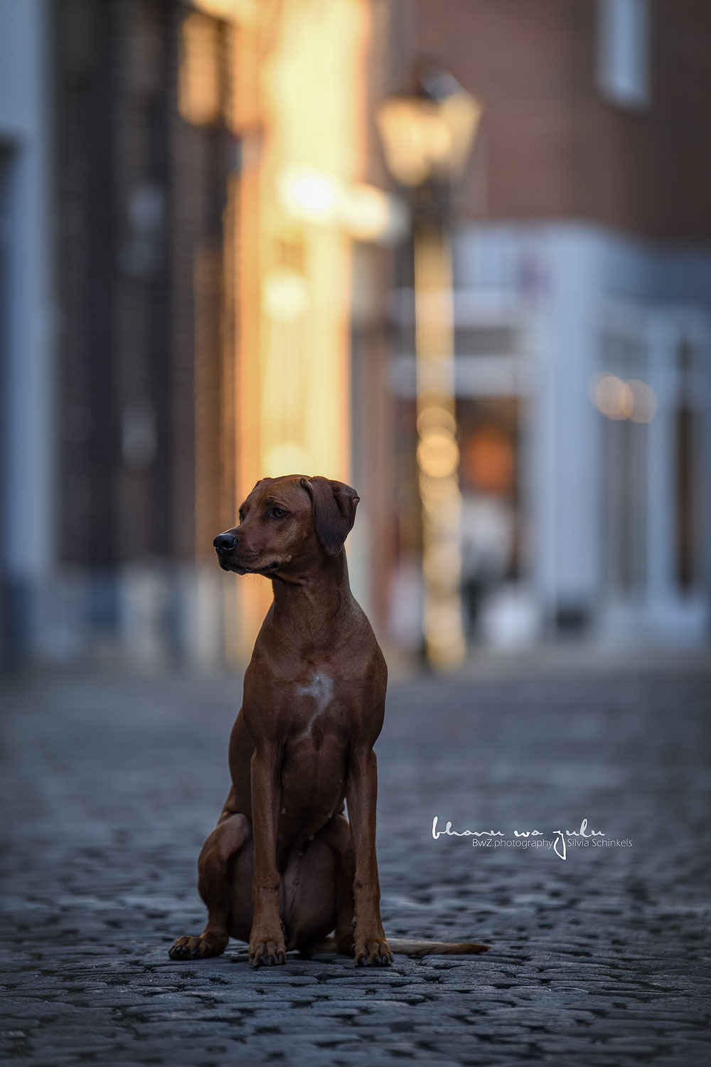 Hundefotografiein der Stadt