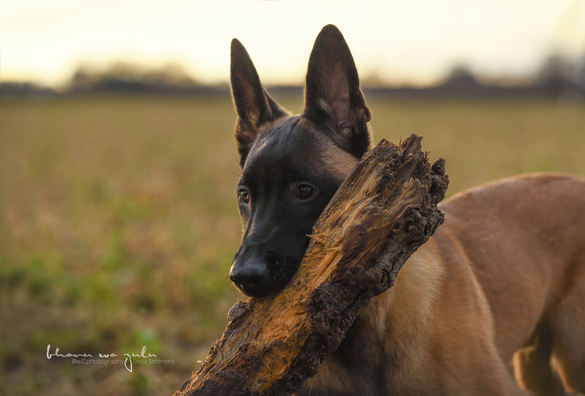 BWZ_2645_fb dicker Knochen