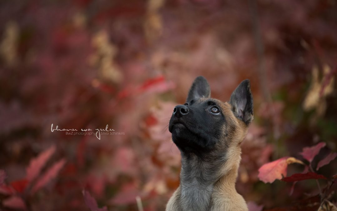 belgischer Schäferhund