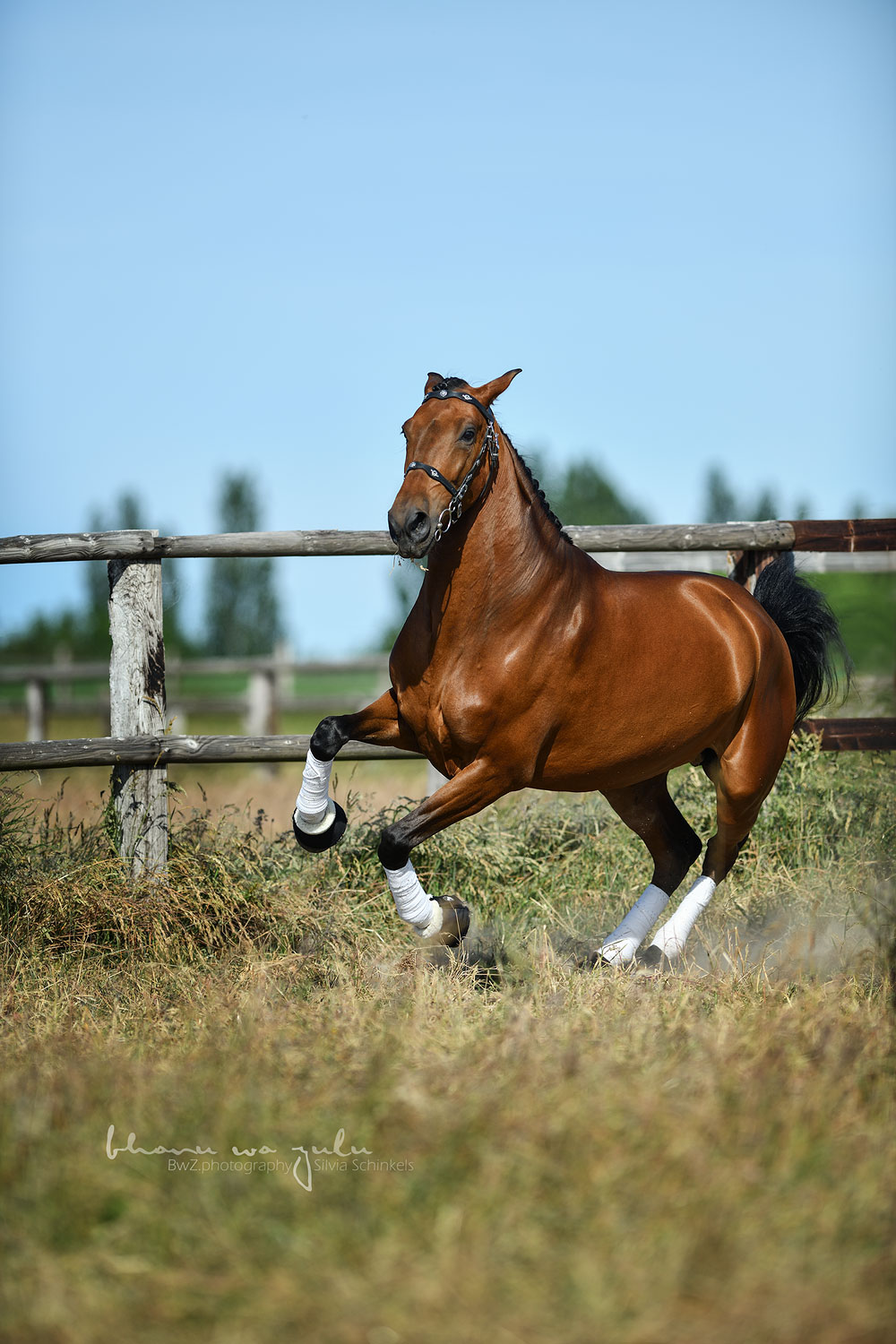 PRE Bardo, Pferdefotografie BwZ.photography