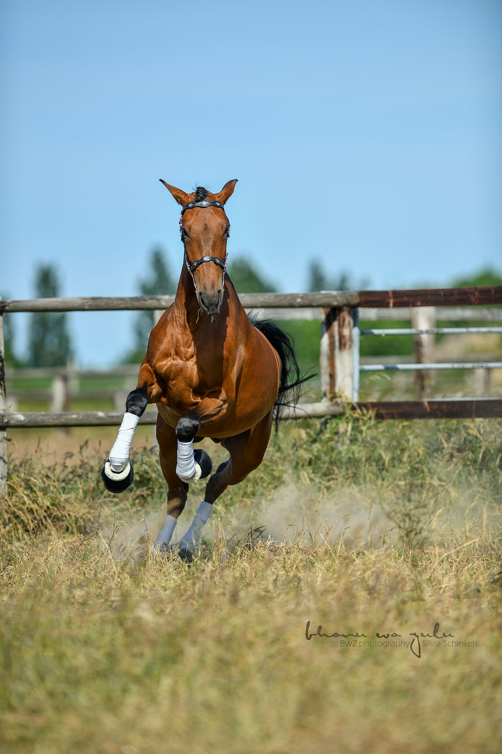 PRE Bardo, Pferdefotografie BwZ.photography