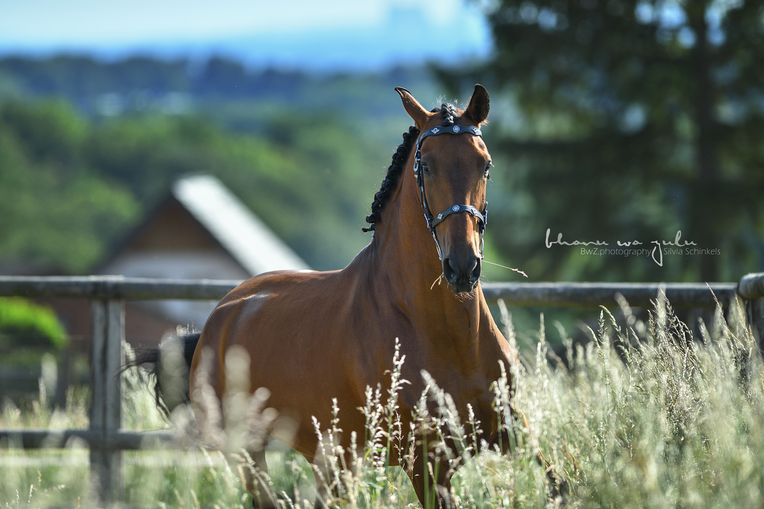 PRE Bardo, Pferdefotografie BwZ.photography