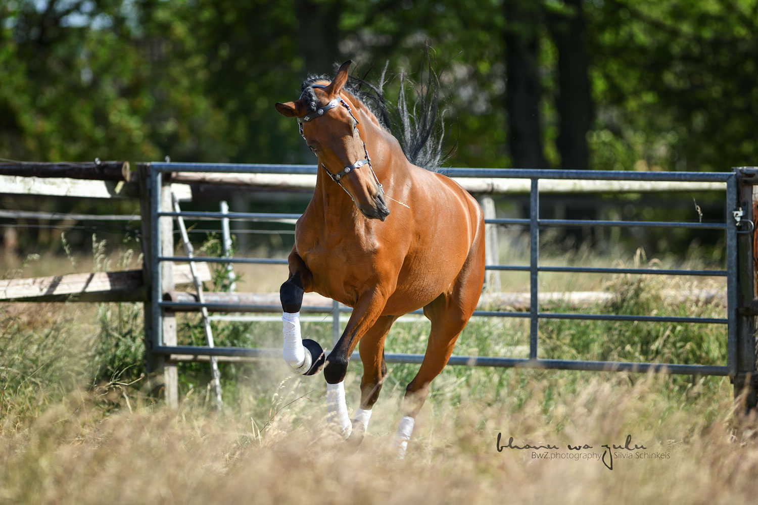 PRE Bardo, Pferdefotografie BwZ.photography