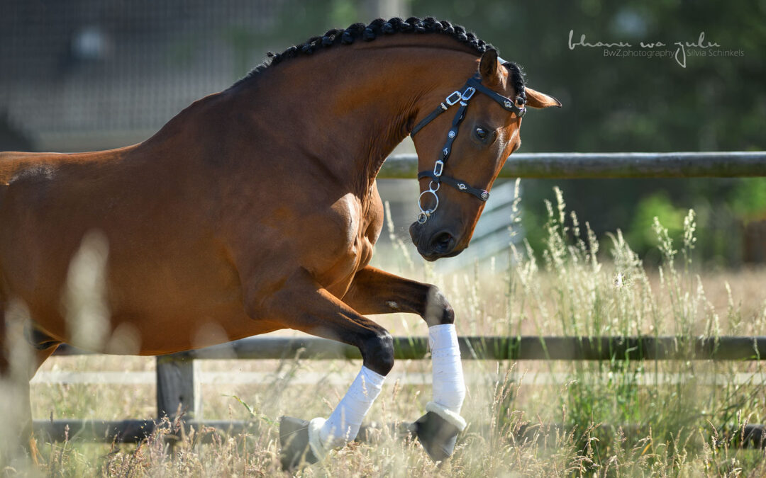 | Beispielbilder Pferdeshooting