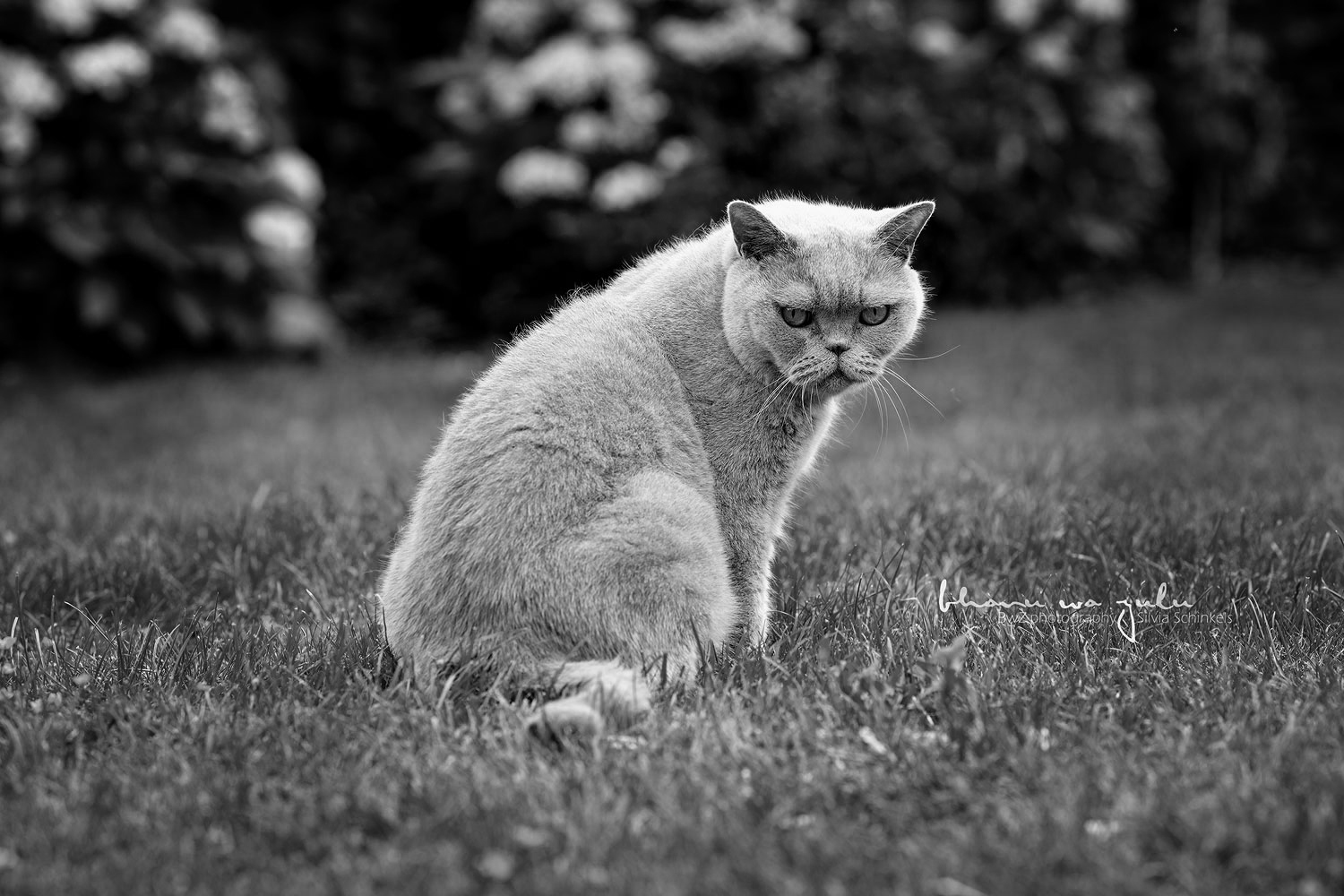 Katzenbild, Regenbogenshooting