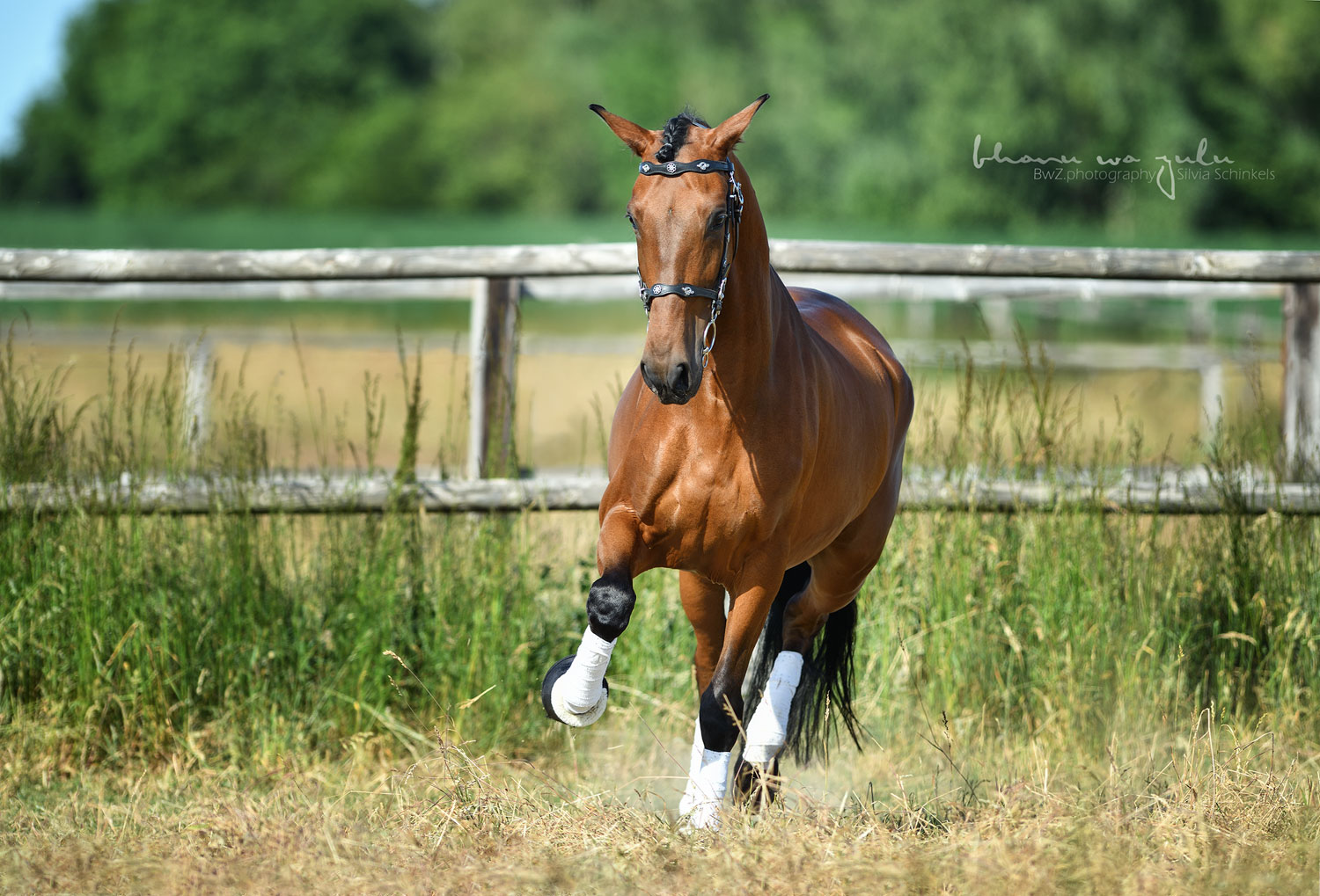 PRE Bardo, Pferdefotografie BwZ.photography