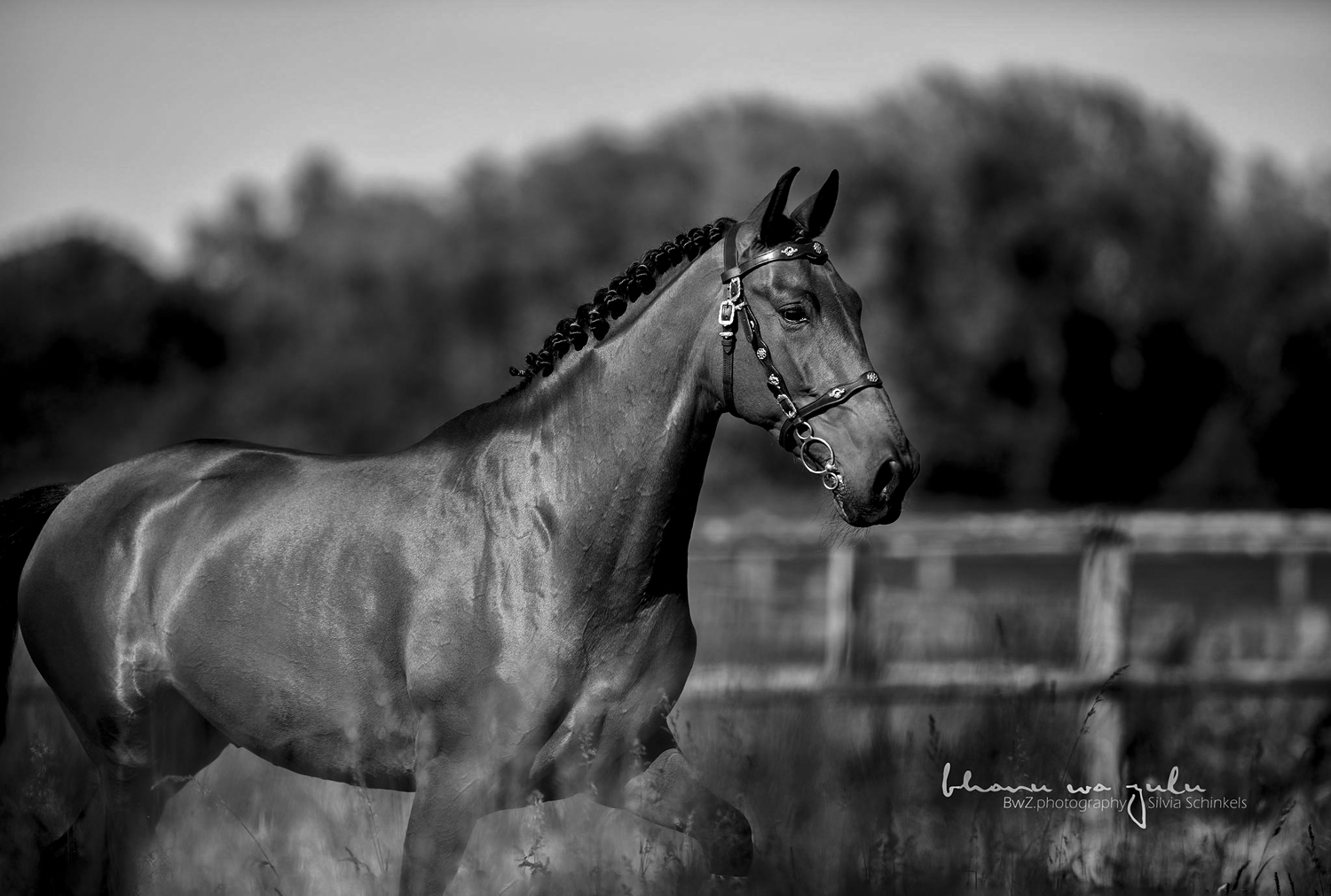 PRE Bardo, Pferdefotografie BwZ.photography