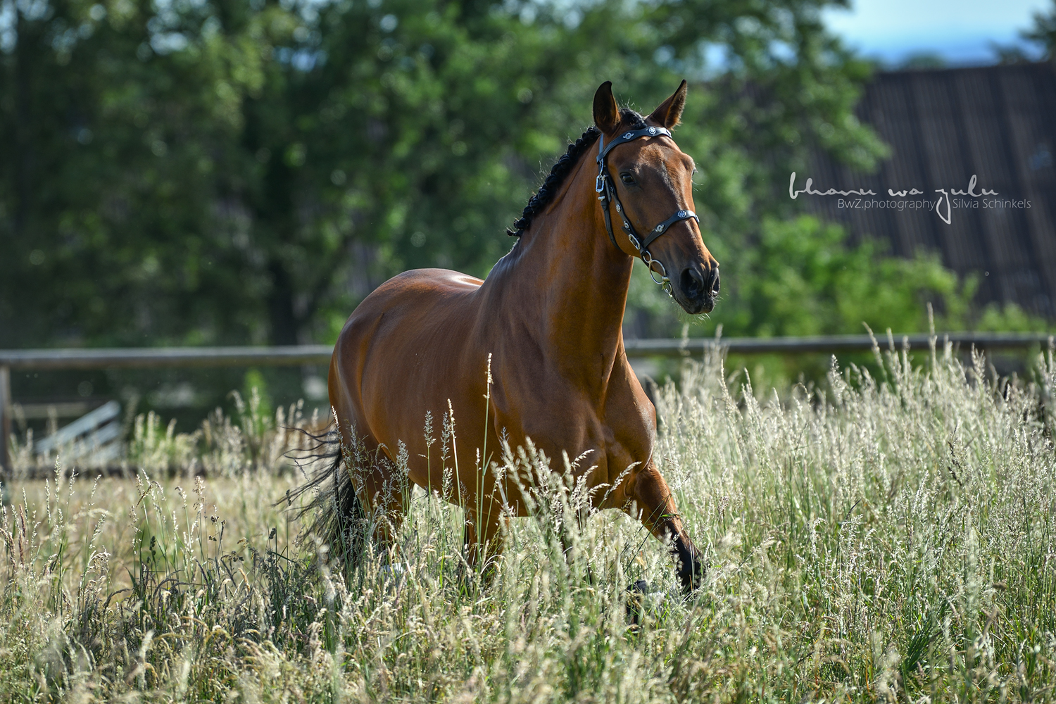 PRE Bardo, Pferdefotografie BwZ.photography