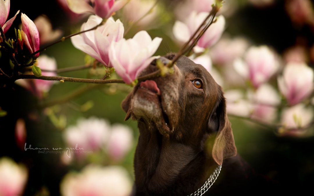 Hundeshooting mit Magnolien