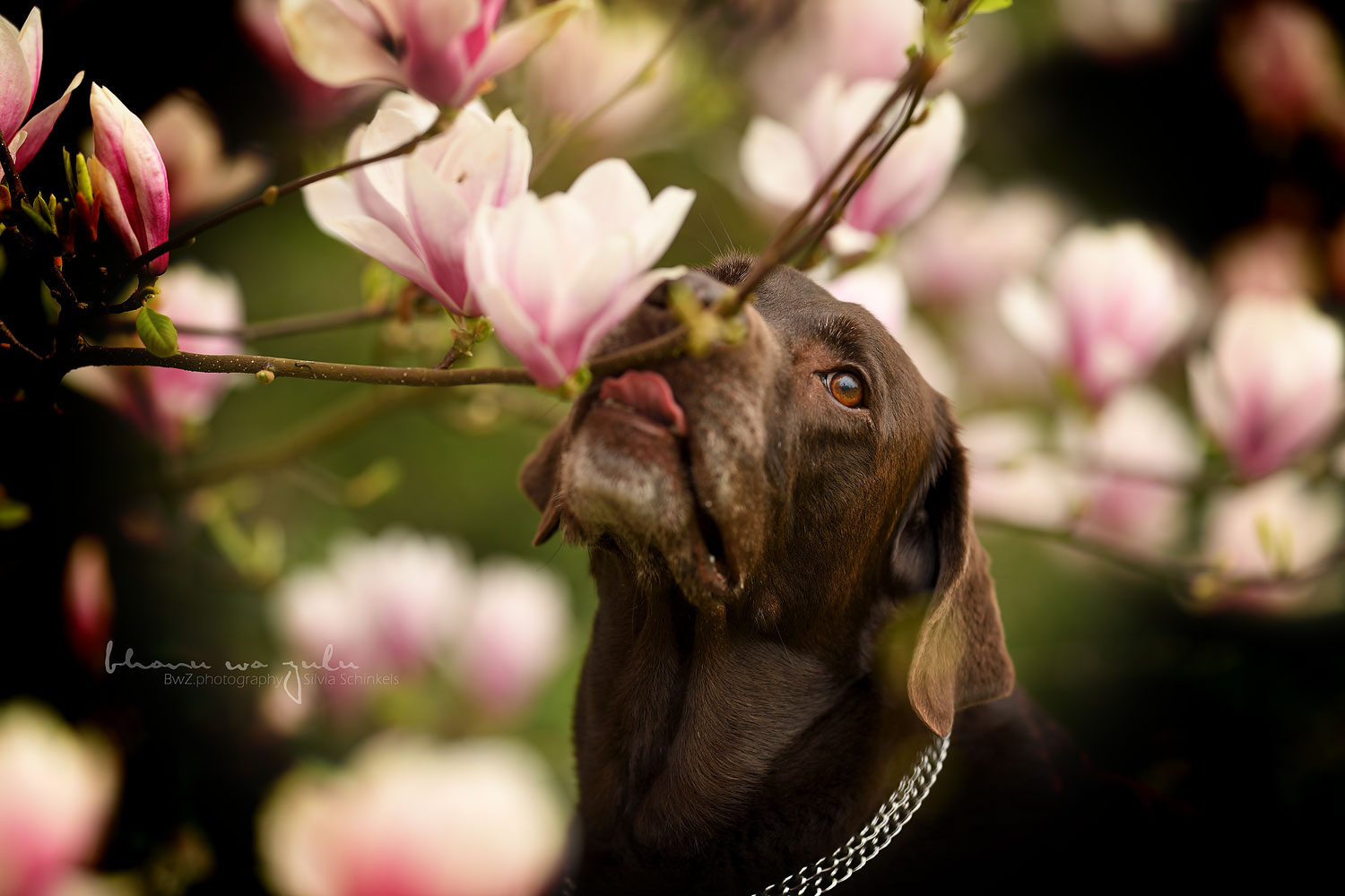 Hundeshooting mit Magnolien