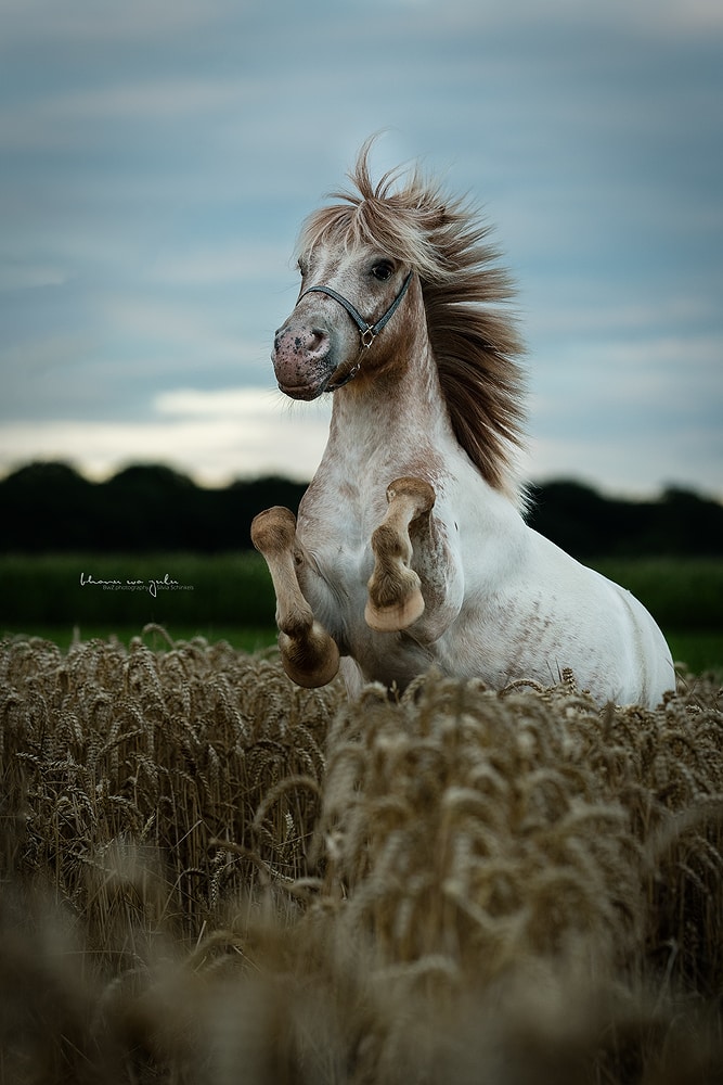 Ponyfotografie