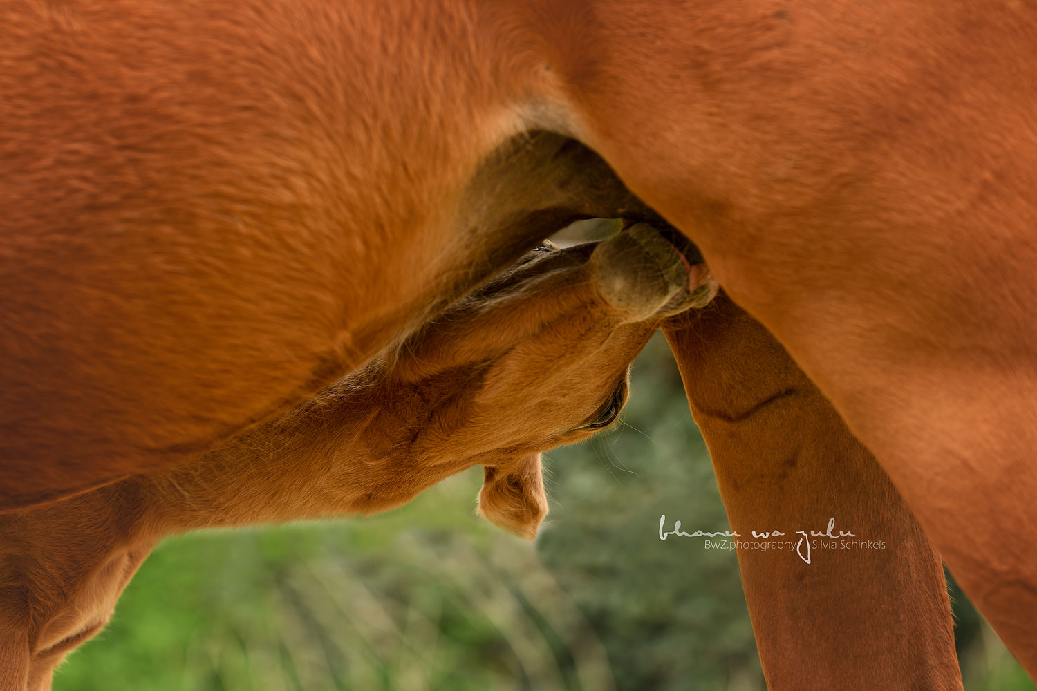 Fohlenbilder, Pferdefotografie