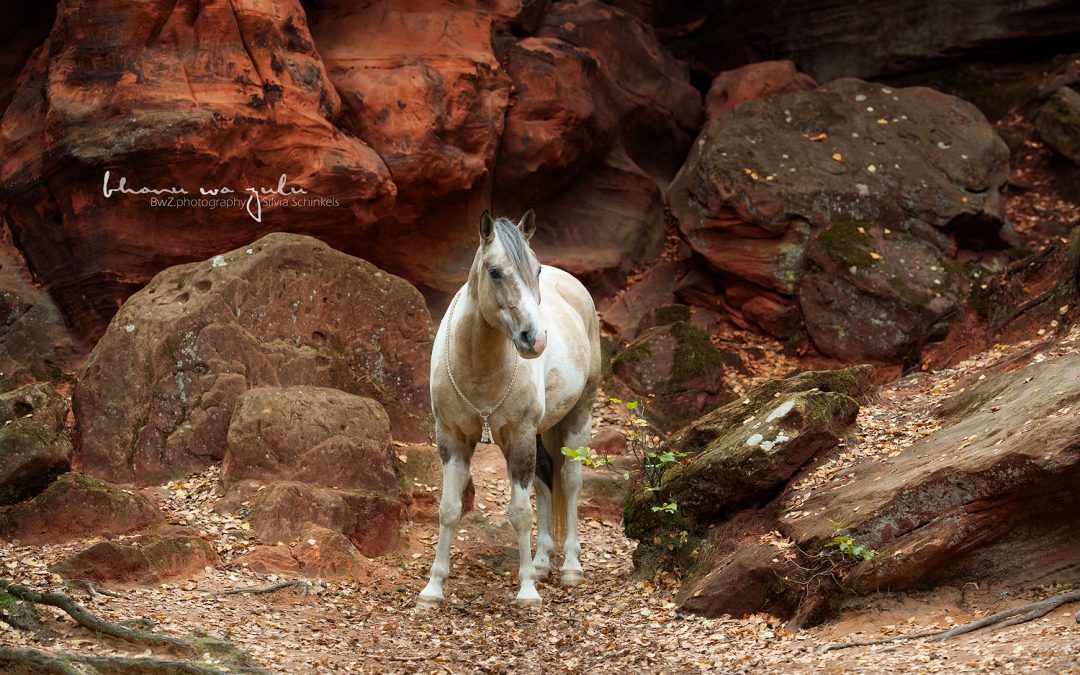 rote Felswand, BwZ.photography, Ponyfotografie