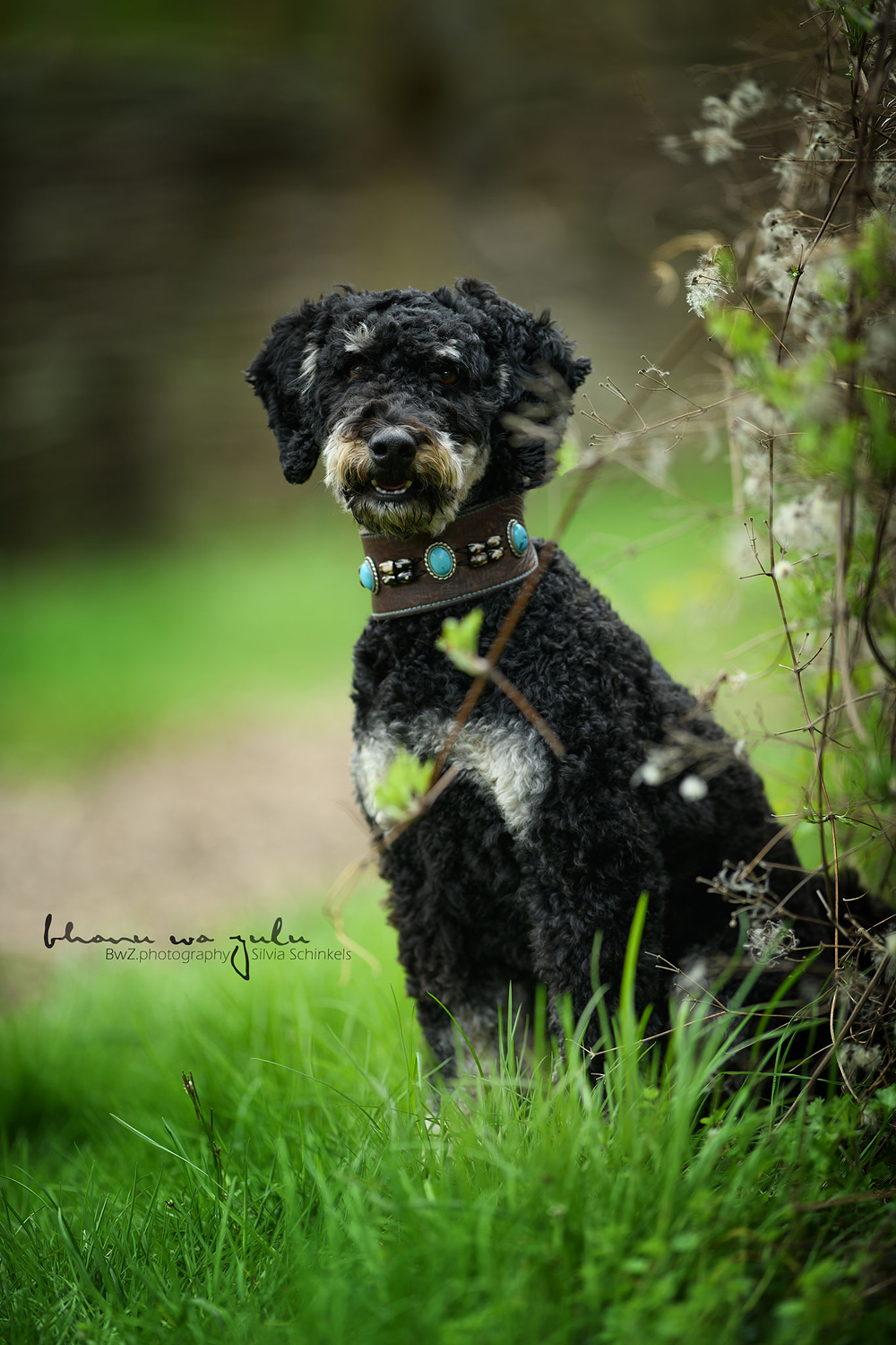 Beispielbilder Hundeshooting mit Silvia Schinkels