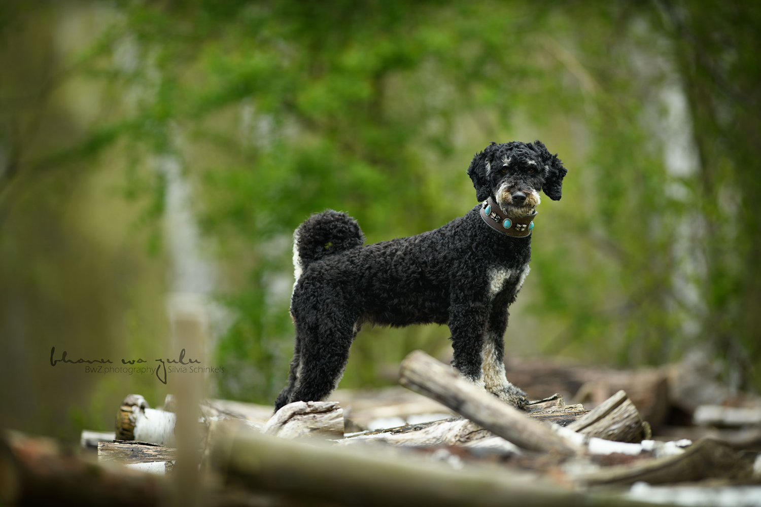 Beispielbilder Hundeshooting mit Silvia Schinkels