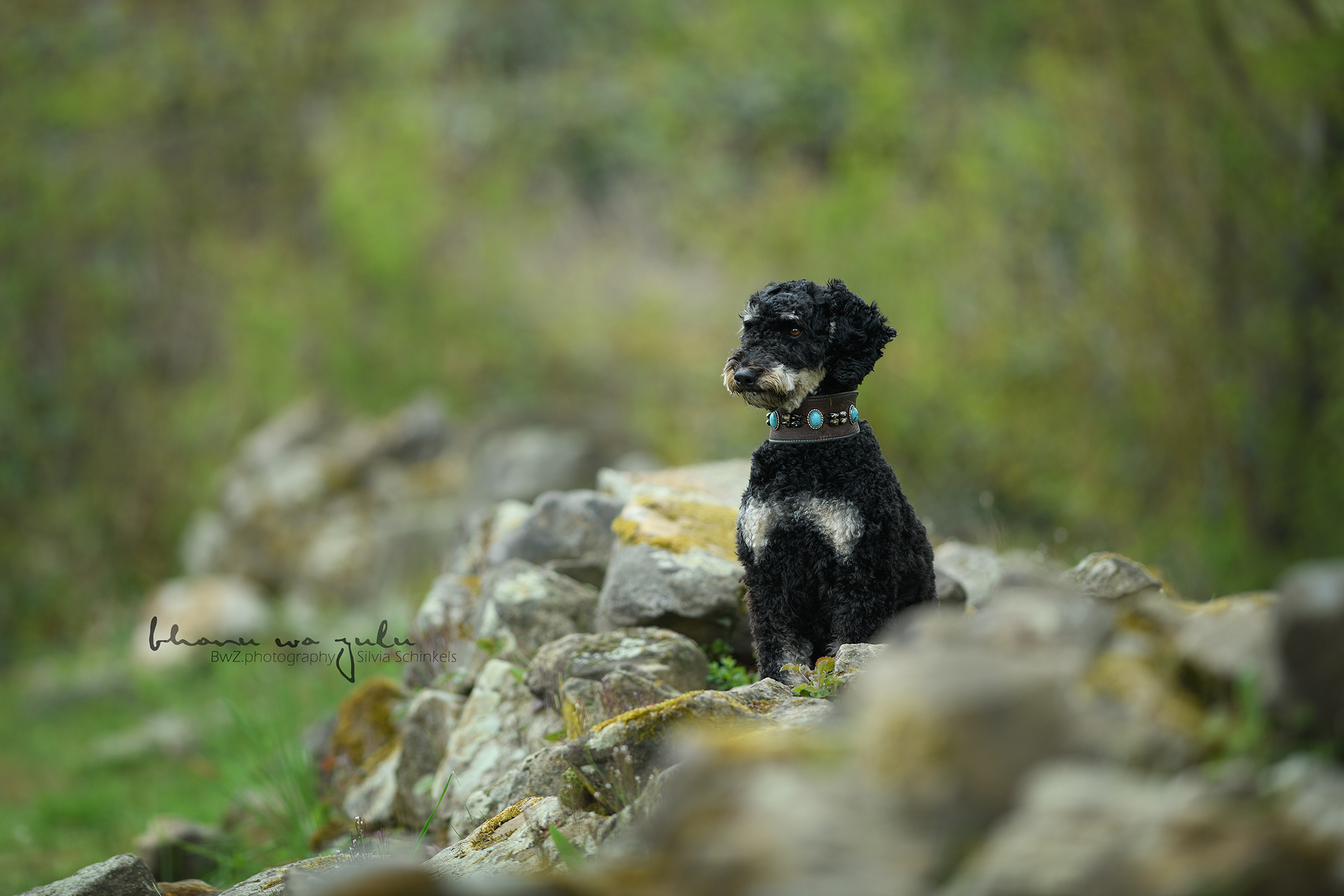 Beispielbilder Hundeshooting mit Silvia Schinkels