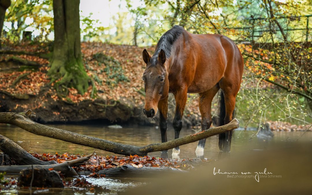 Pferde im Wasser, Bachshooting