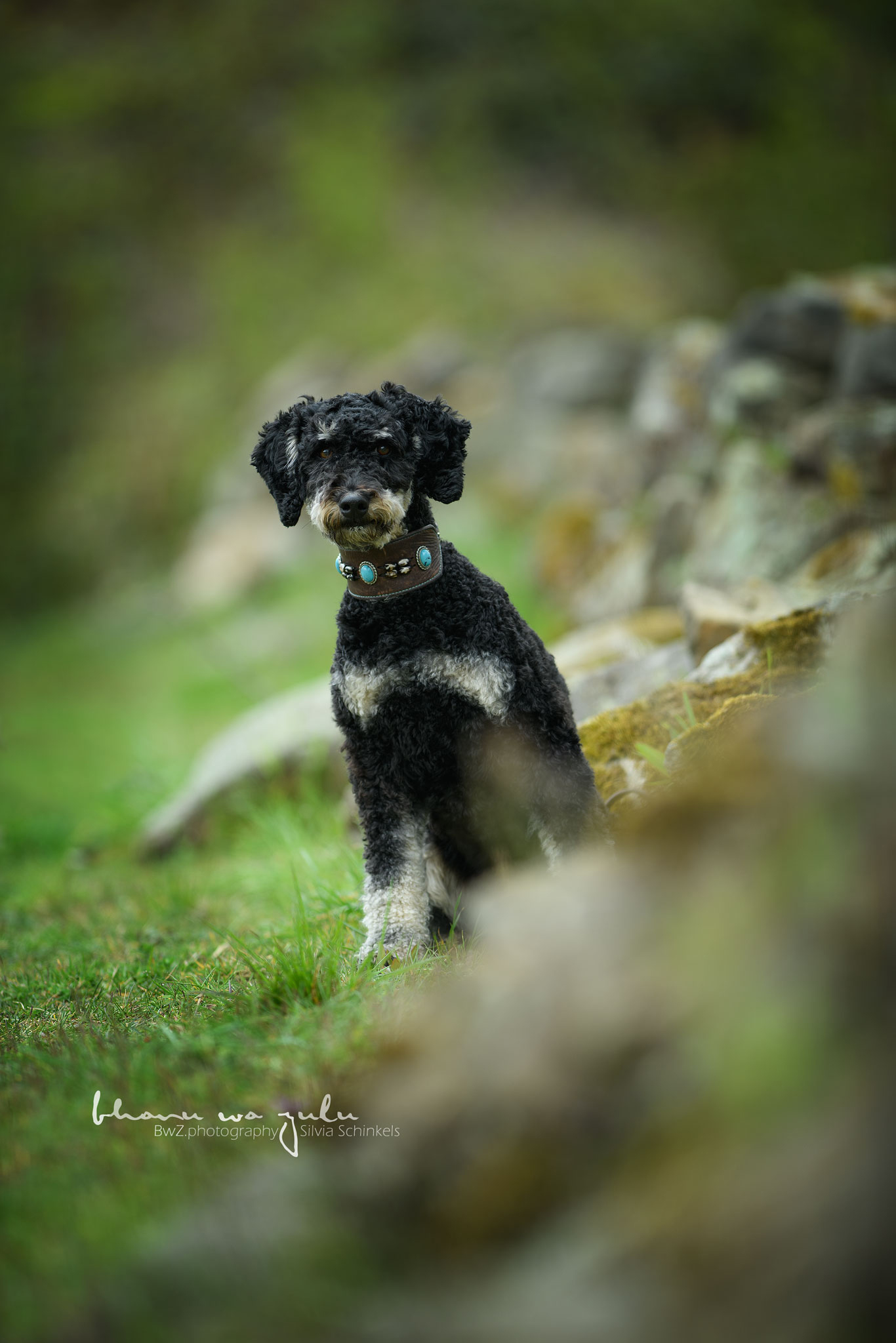 Beispielbilder Hundeshooting mit Silvia Schinkels