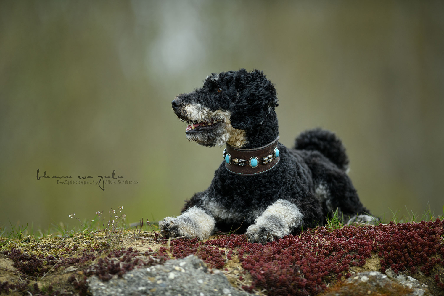 Beispielbilder Hundeshooting mit Silvia Schinkels