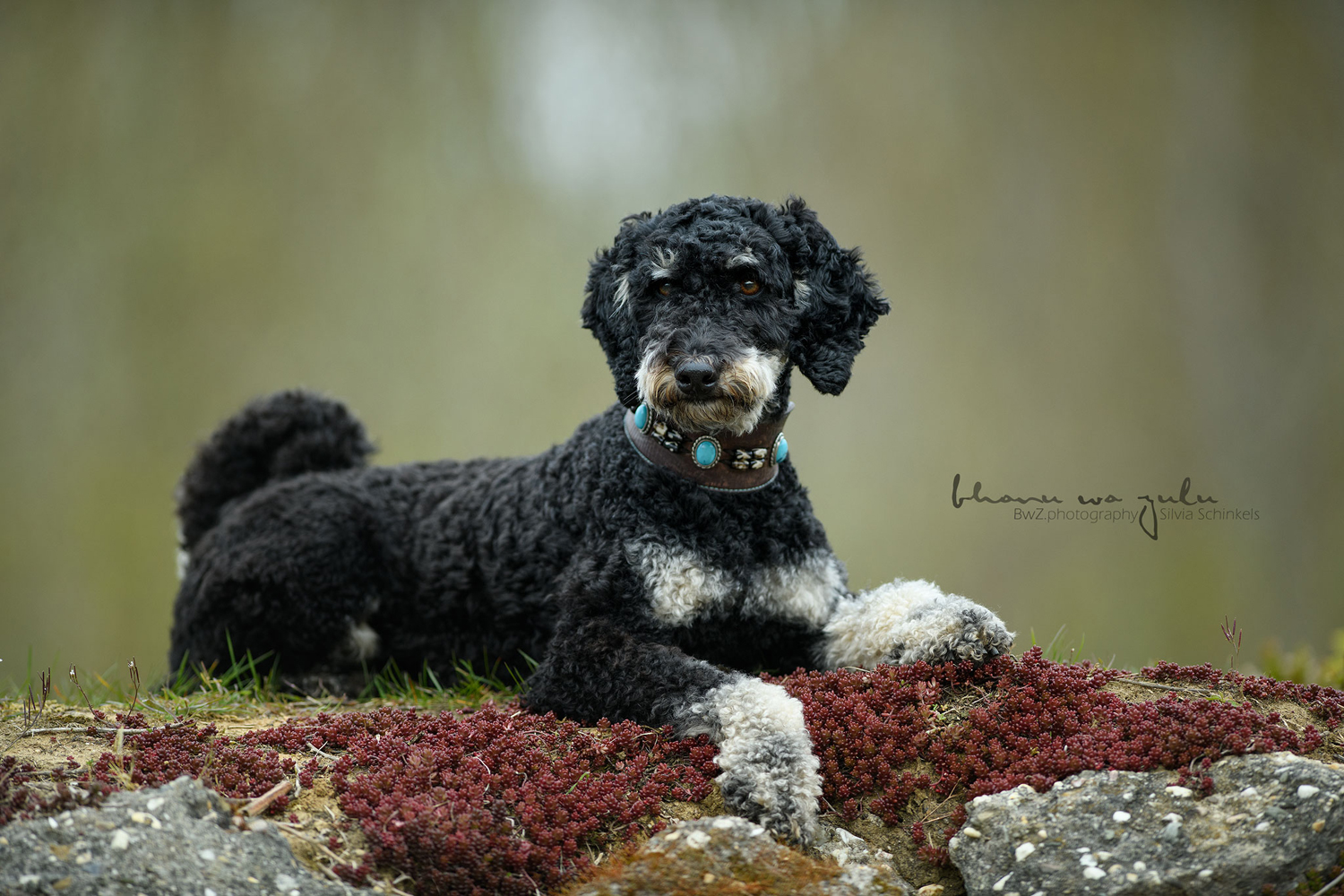 Beispielbilder Hundeshooting mit Silvia Schinkels