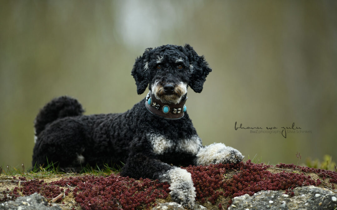 Beispielbilder Hundeshooting mit Silvia Schinkels