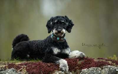 | Beispielbilder Hundeshooting