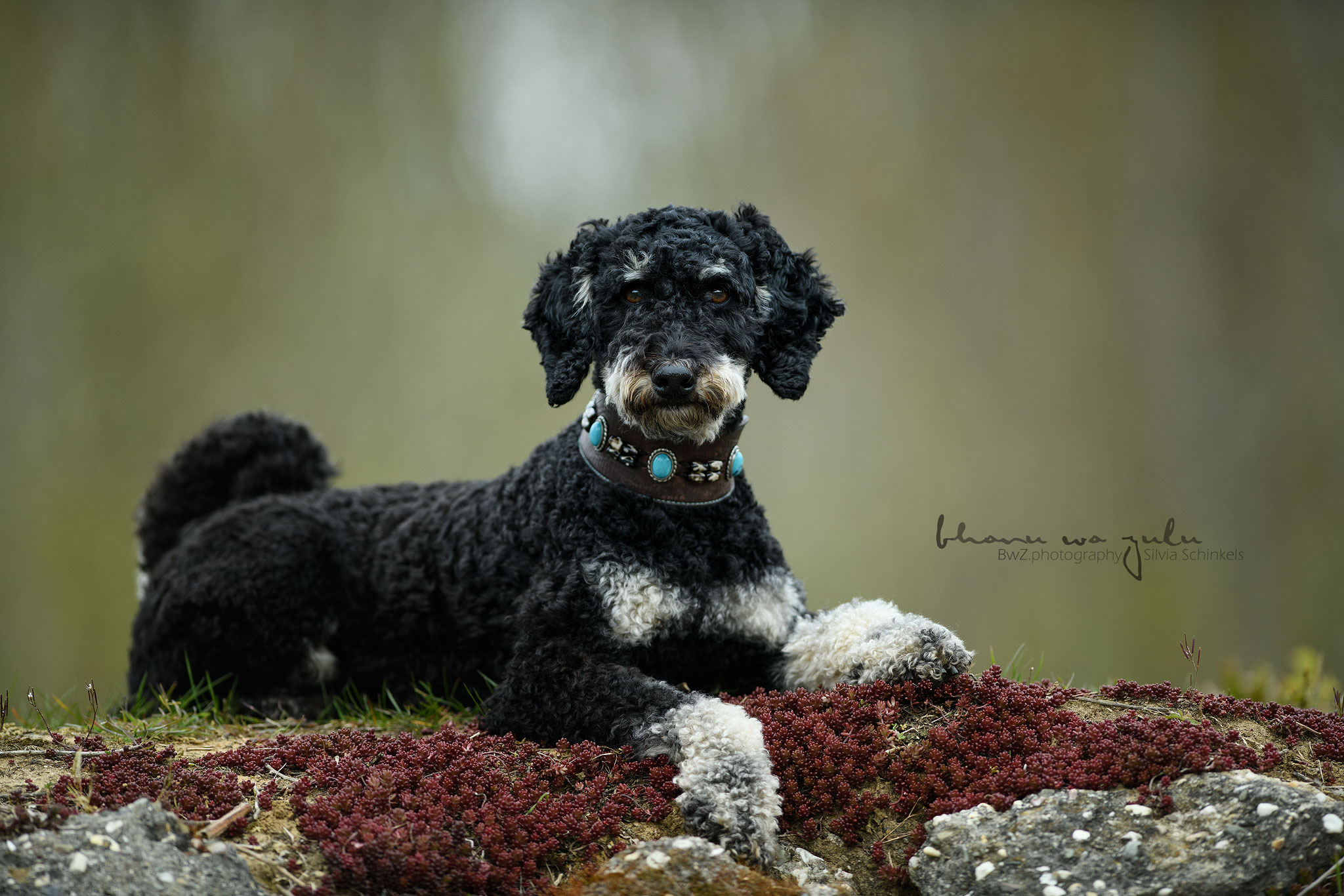 Beispielbilder Hundeshooting mit Silvia Schinkels