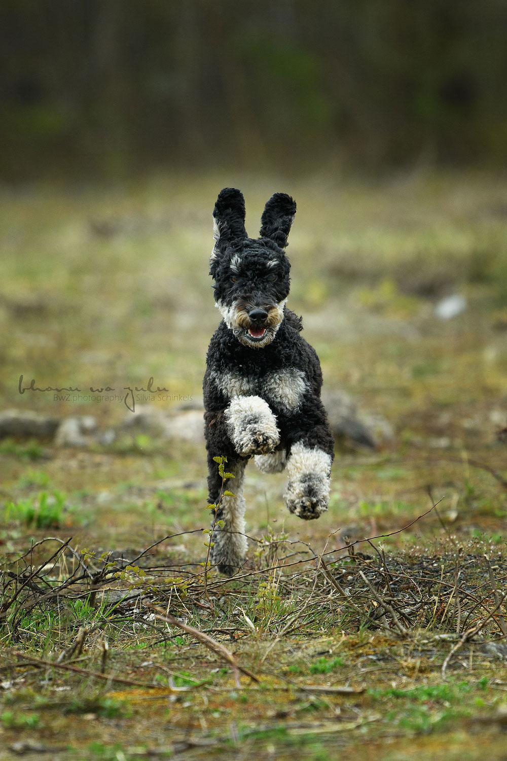 Beispielbilder Hundeshooting mit Silvia Schinkels